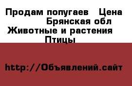 Продам попугаев › Цена ­ 1 500 - Брянская обл. Животные и растения » Птицы   